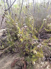 Serruria trilopha