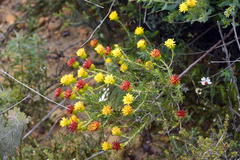 Pteronia aspera