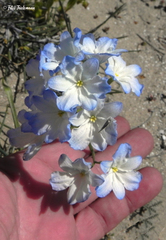 Zephyra elegans