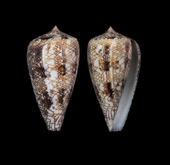 Conus abbas johnabbasi