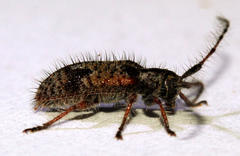 Exocentrus echinulus echinulus