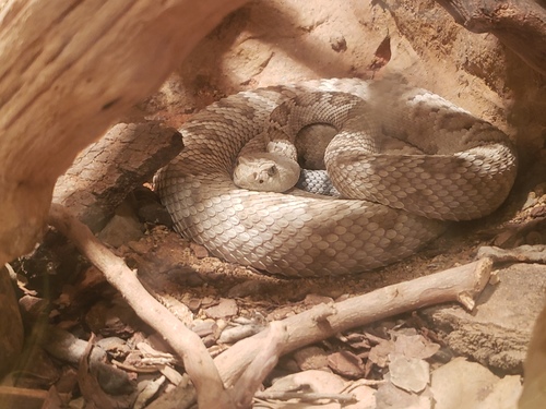 Santa Catalina Island Rattlesnake