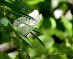 Morpho polyphemus polyphemus