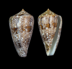 Conus abbas johnabbasi