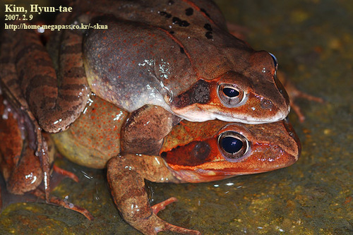 Rana uenoi