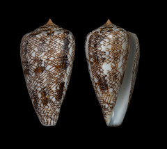 Conus abbas johnabbasi