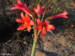Zephyranthes phycelloides