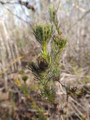 Serruria trilopha