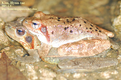 Rana uenoi