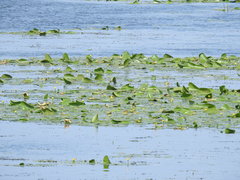 Nuphar lutea
