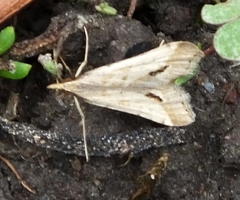 Diasemia monostigma