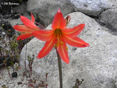 Zephyranthes phycelloides