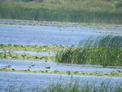 Ardea cinerea