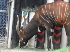 Tragelaphus eurycerus isaaci