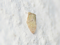 Euphyllura