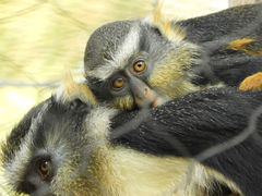 Cercopithecus wolfi