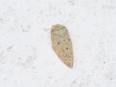Euphyllura