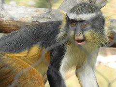 Cercopithecus wolfi