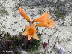 Zephyranthes bagnoldii