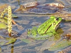Pelophylax