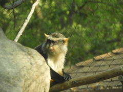 Cercopithecus wolfi