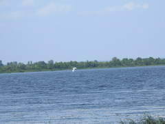Larus cachinnans