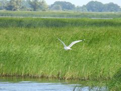 Larus cachinnans