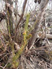 Serruria trilopha