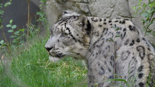 Snow Leopard (Panthera uncia)