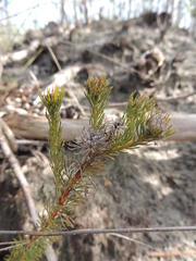 Serruria trilopha