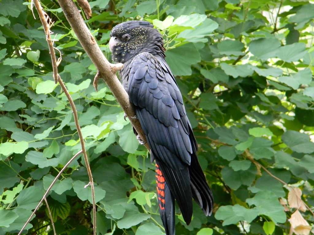 Red-tailed Black Cockatoo