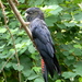 Forest Red-tailed Black-Cockatoo - Photo (c) Laslovarga, some rights reserved (CC BY-SA)