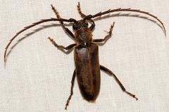 Prosphilus serraticornis