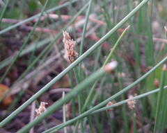 Eleocharis dregeana