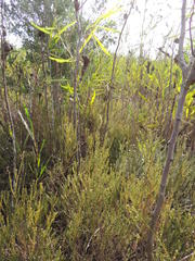 Lachnaea capitata