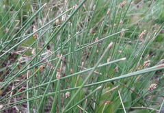 Eleocharis dregeana