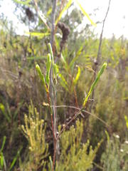 Lachnaea capitata