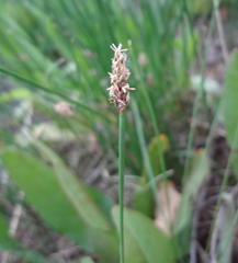 Eleocharis dregeana