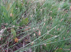 Eleocharis dregeana