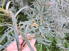 Hippophae rhamnoides