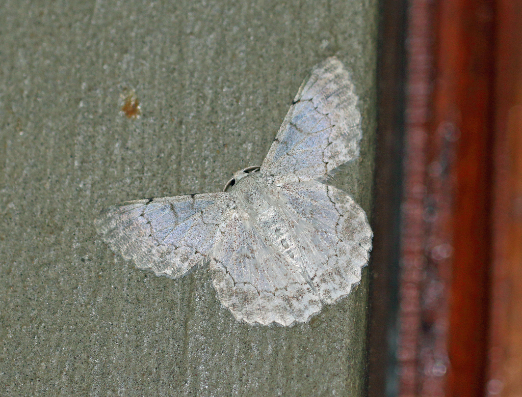Pingasa rhadamaria