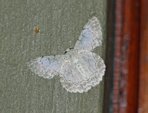 Pingasa rhadamaria