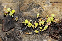 Crassula sebaeoides