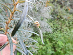 Aceria hippophaena