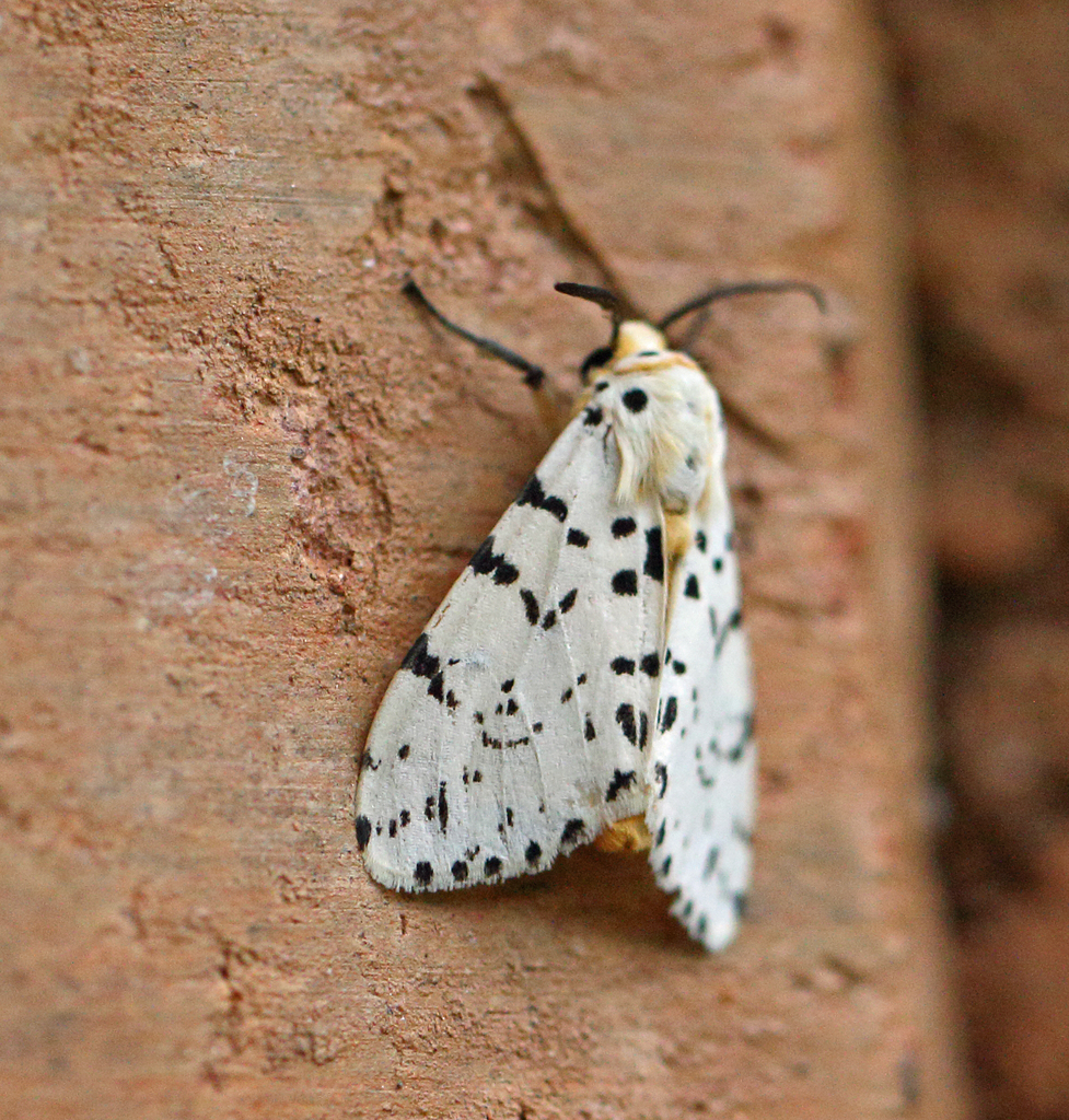 Investigated Ermine