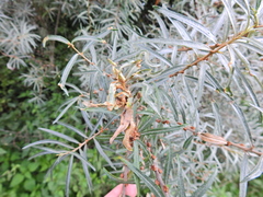 Aceria hippophaena