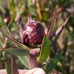 Leucadendron sessile