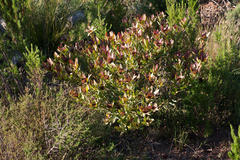 Leucadendron sessile