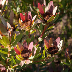 Leucadendron sessile