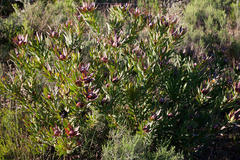Leucadendron sessile